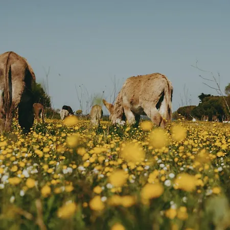 Oyat Ile De Re - Ex Escale