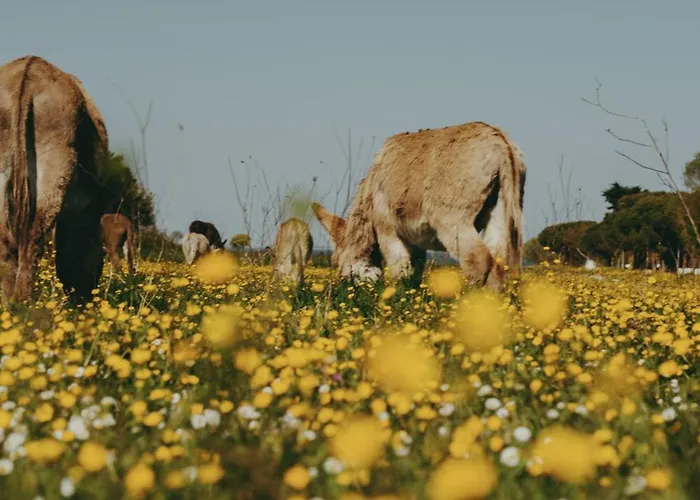 Oyat Ile De Re - Ex Escale